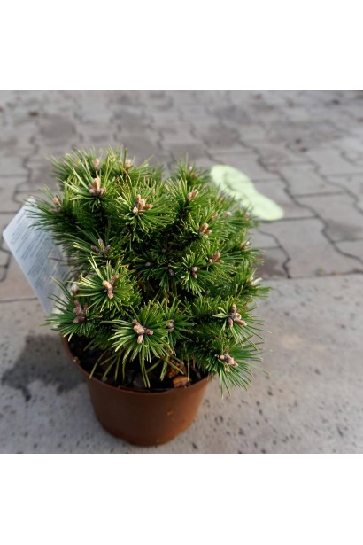 Сосна гірська Бенджамін в контейнері